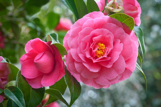 Enjoy Winter Blooms with Camellias