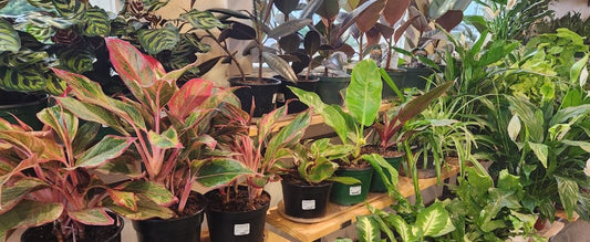 5 Wintertime Care Tips for Houseplants