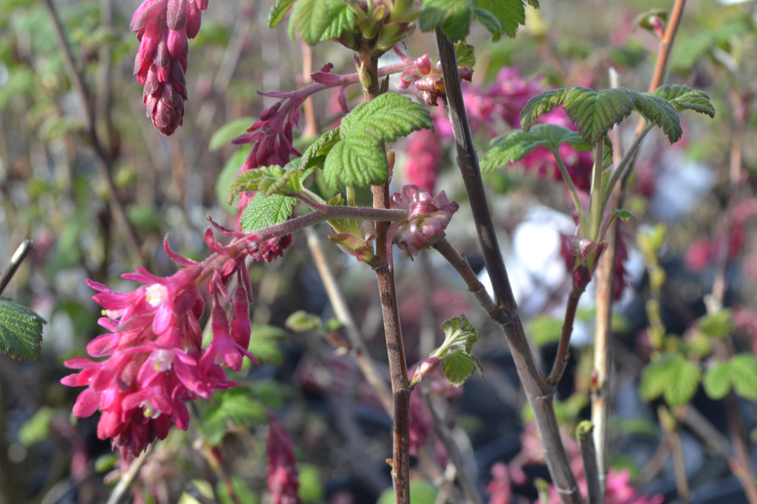 Why Should You Grow Native Plants?
