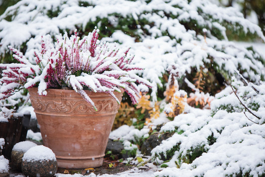 Post-Winter Storm Cleanup & Spring Preparation