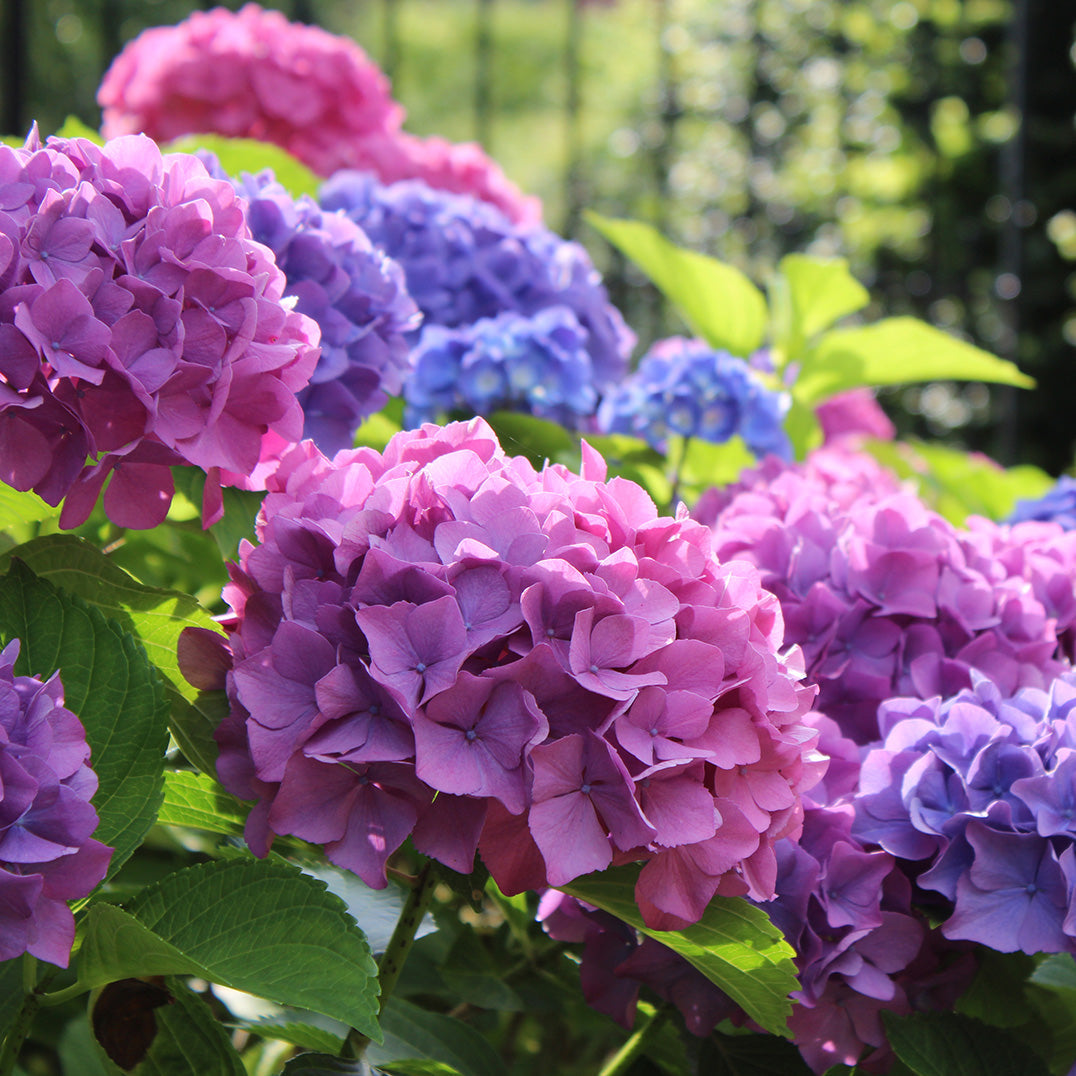 Hydrangeas – Farmington Gardens