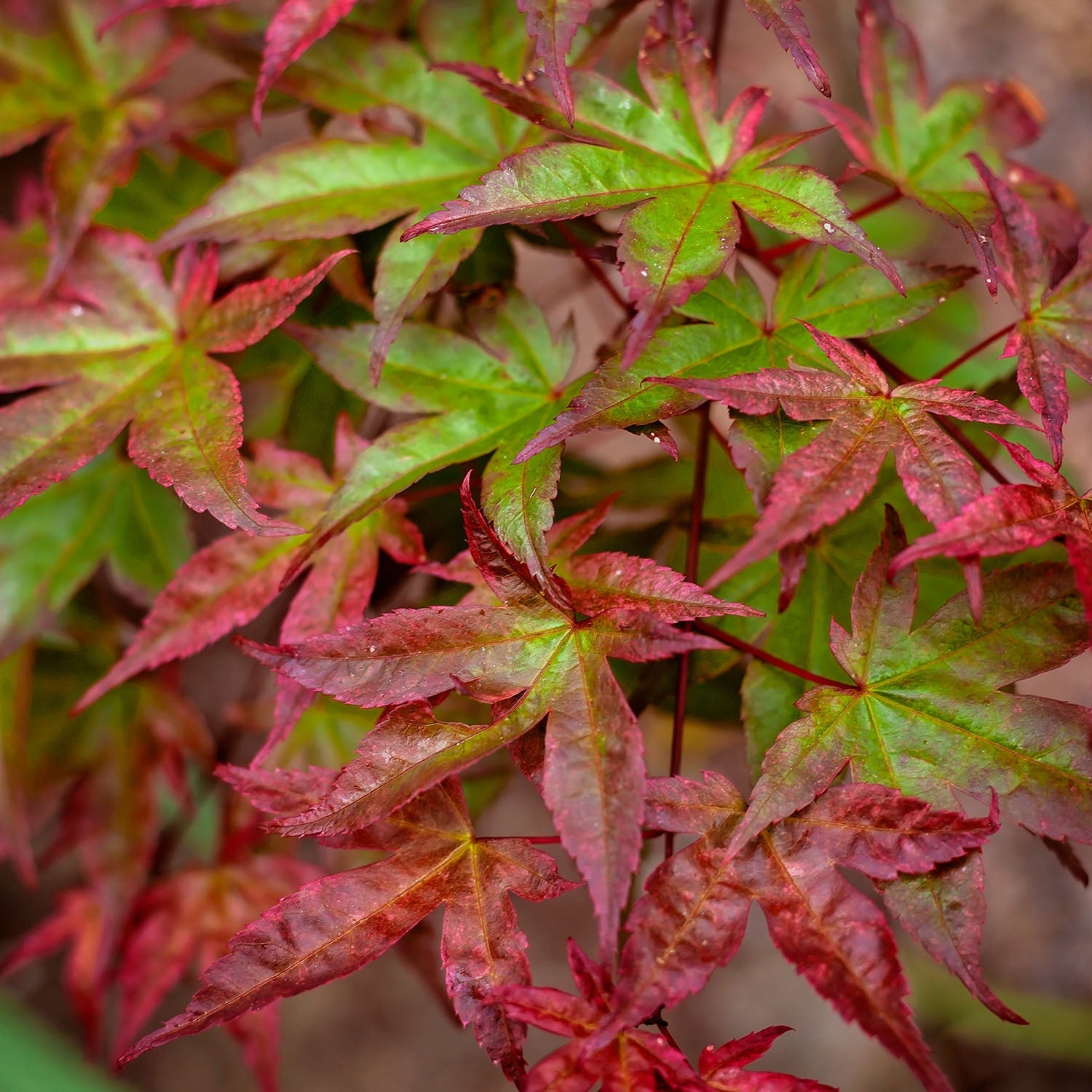 Maple Trees – Farmington Gardens
