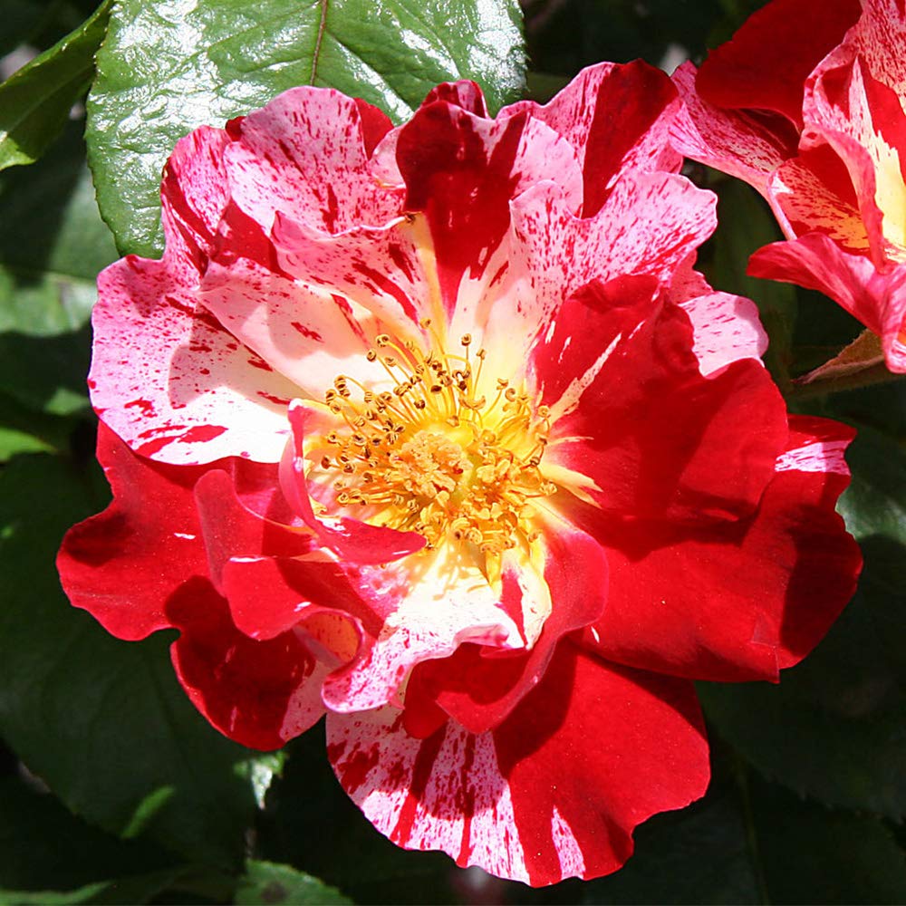 Fourth of July® Climbing Rose #3