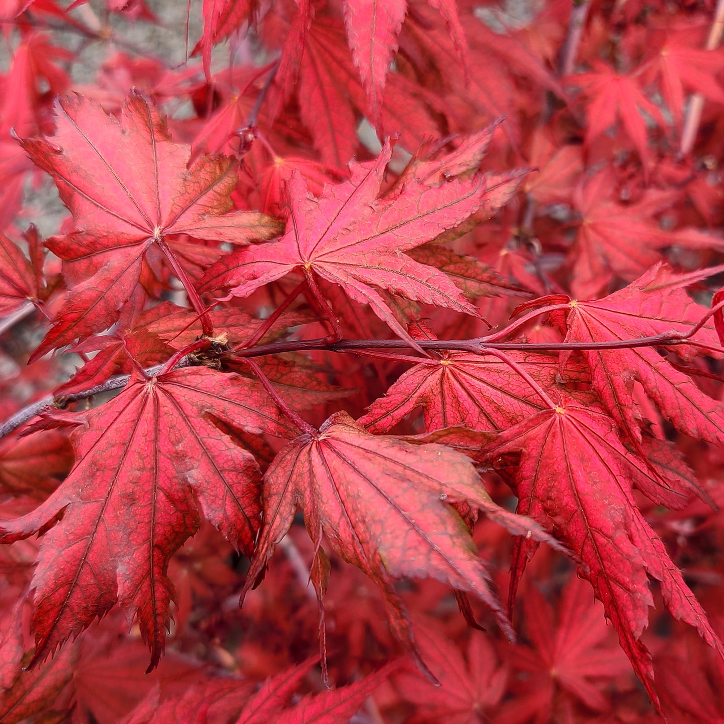 Acer 'Olsen's Frosted Strawberry' - 1 gallon