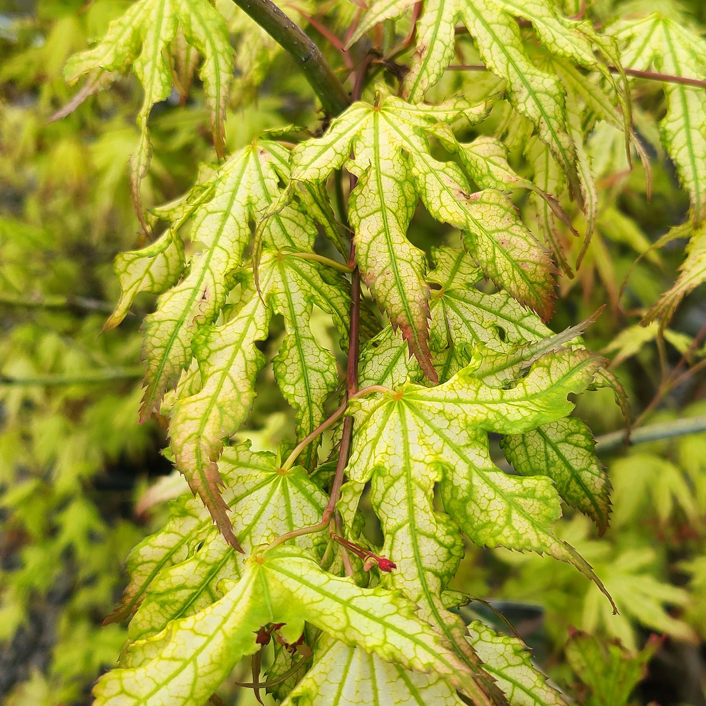 Acer 'Peaches and Cream' - 10 gallon