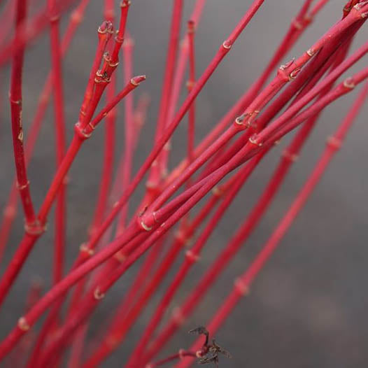 Acer 'Winter Red' - 3 gallon