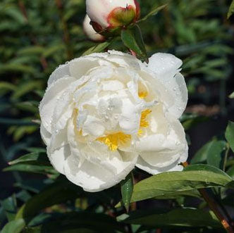 Paeonia 'Allan Rogers' - 2 gallon