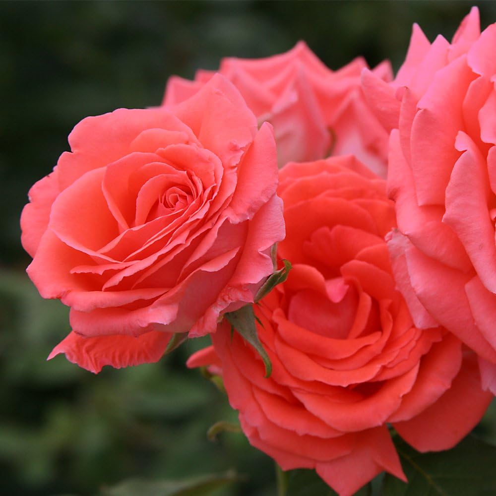 America™ Climbing Rose #3