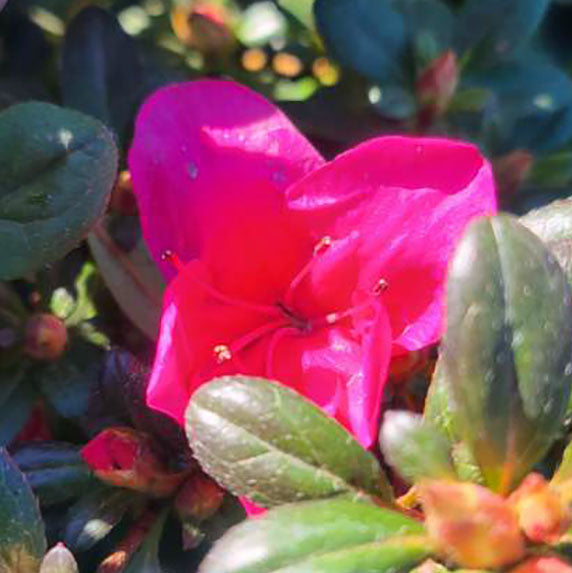 Azalea 'Cherry Drops' - 1 gallon