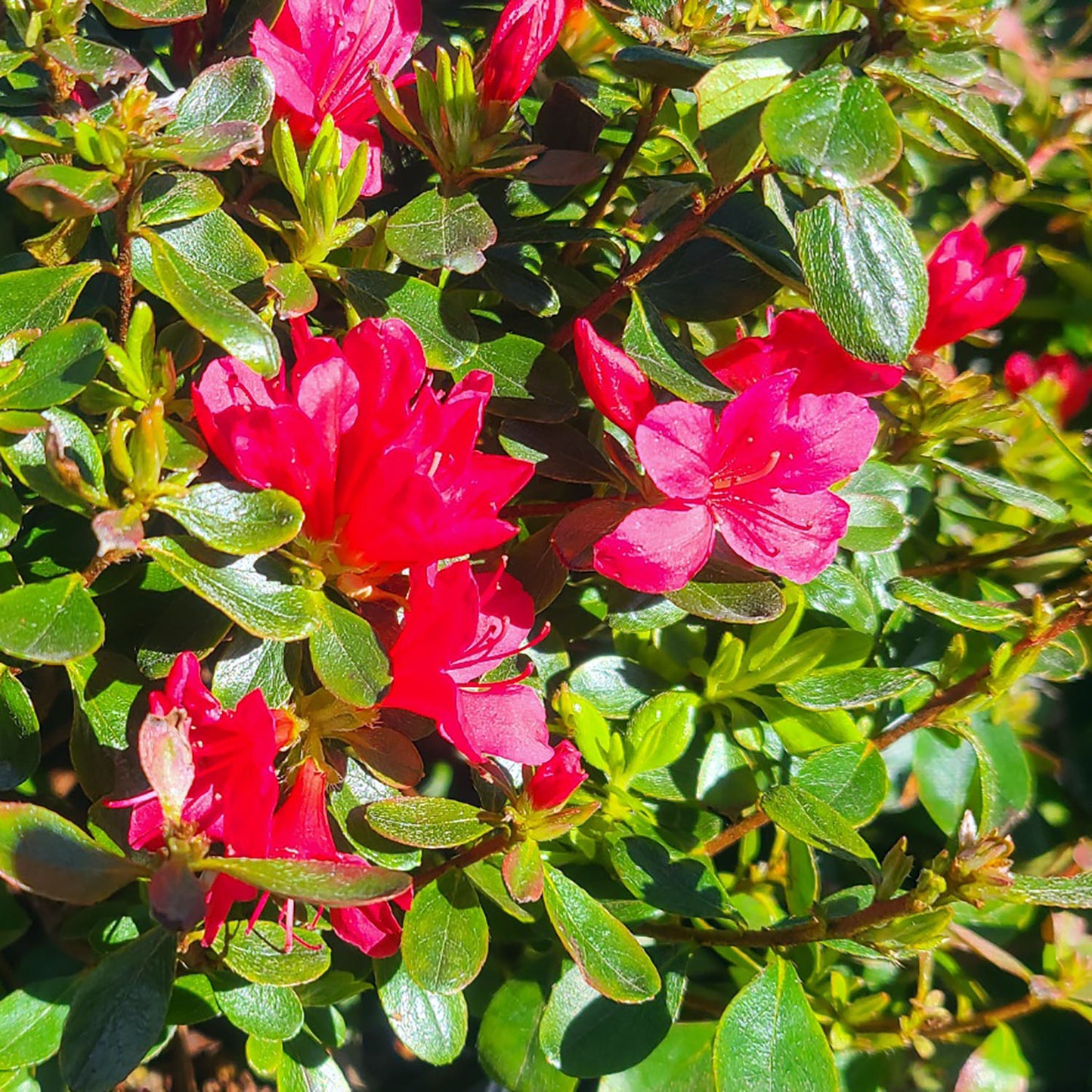 Azalea 'Hino Crimson' - 3 gallon