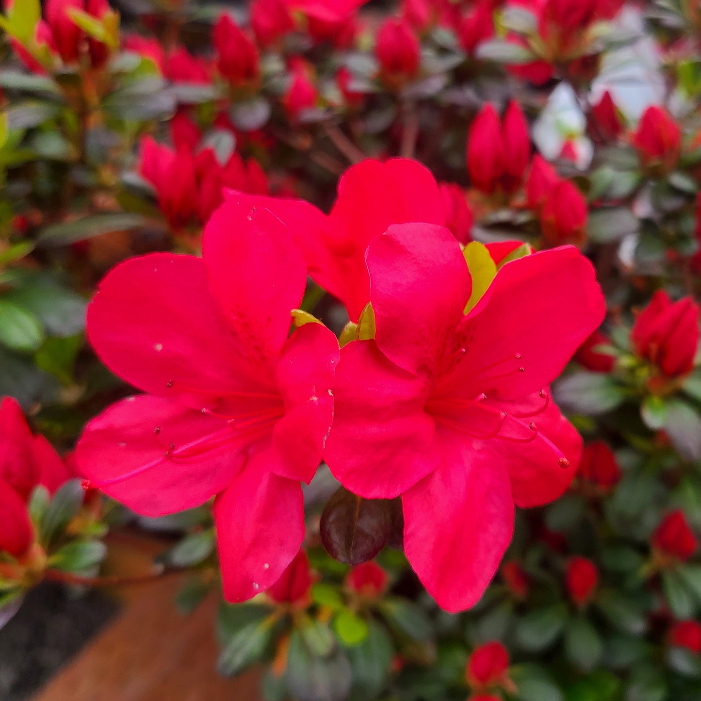 Azalea 'Mother's Day' - 2 gallon