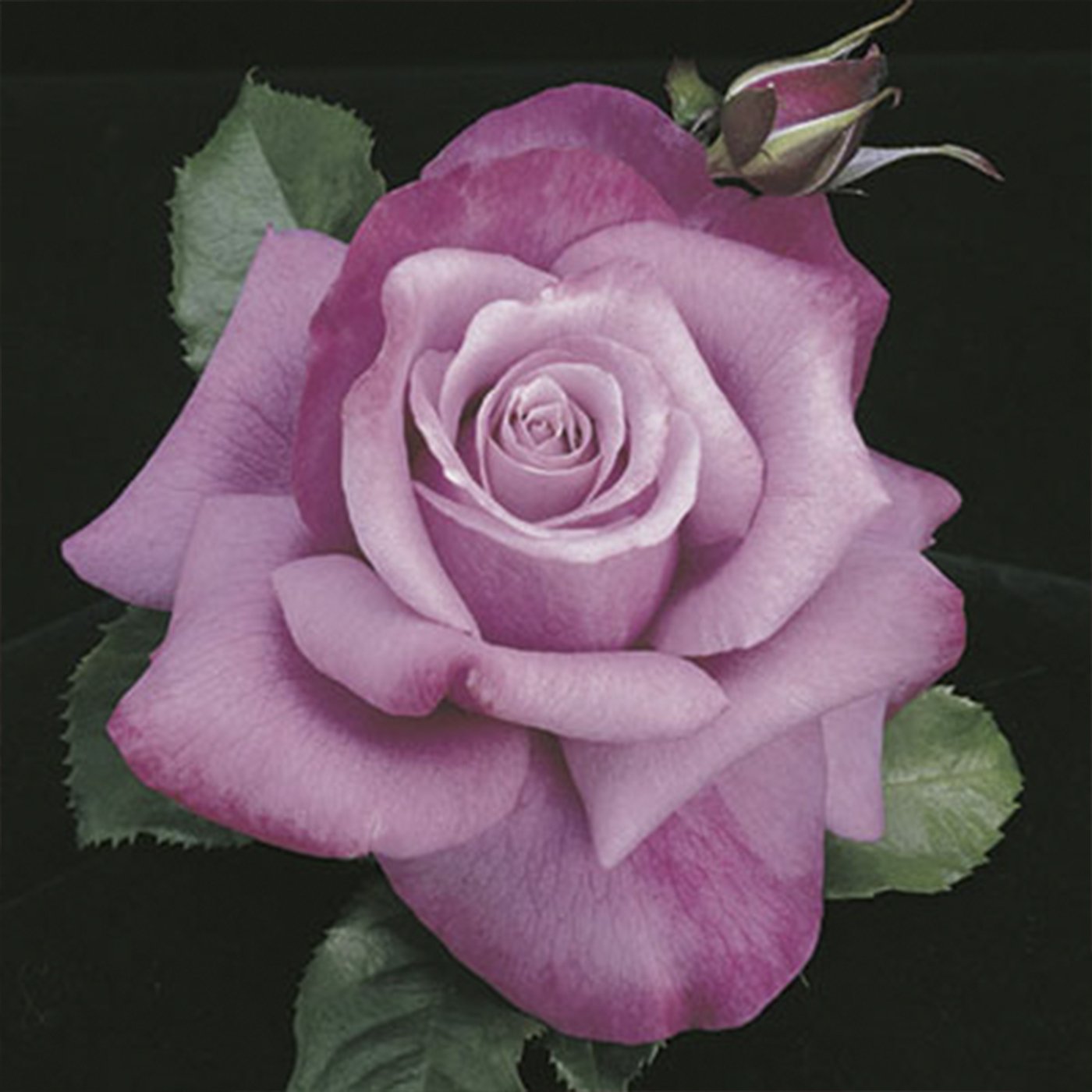 Barbra Streisand Hybrid Tea Rose Patio Tree 36"