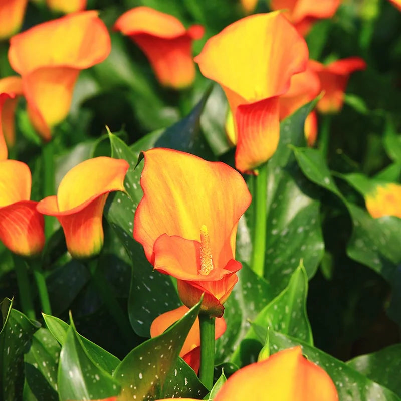 Calla Lily 'Lady Marmalade' - 8" Deco Pot