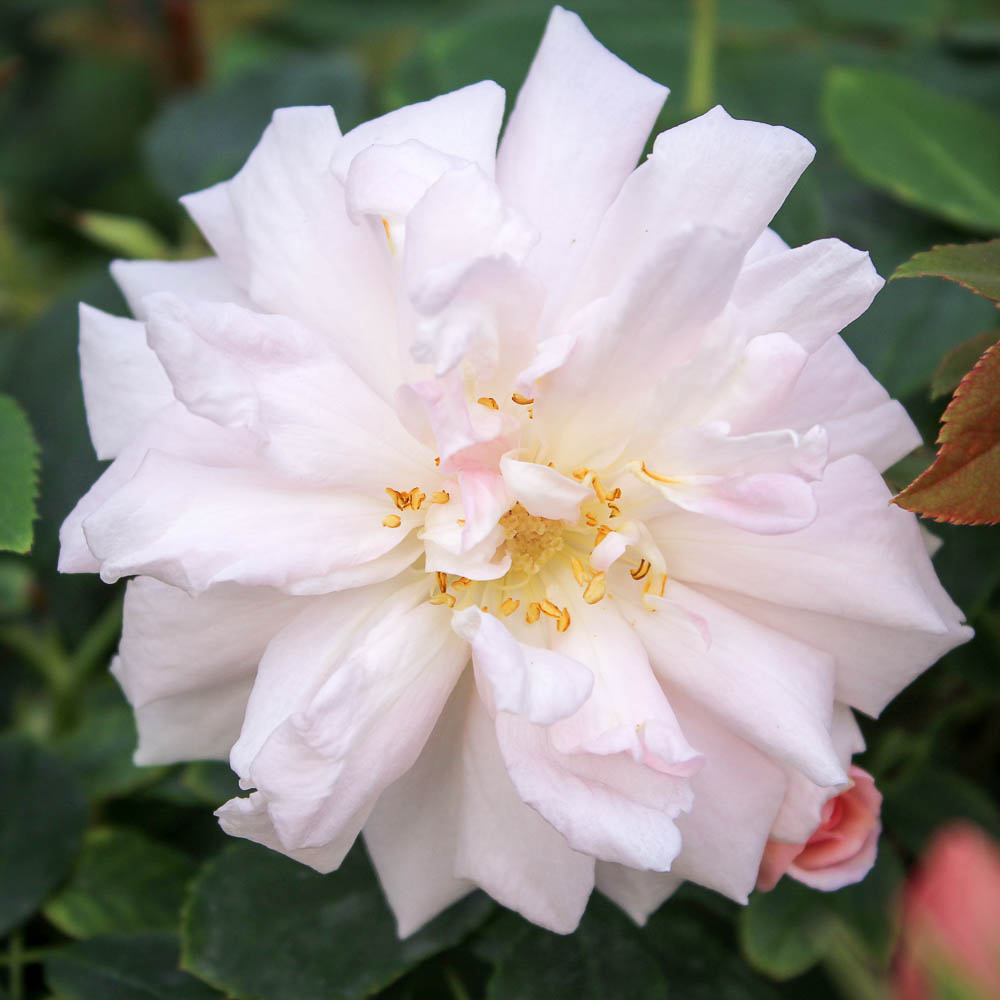 Cécile Brünner Climbing Rose #3