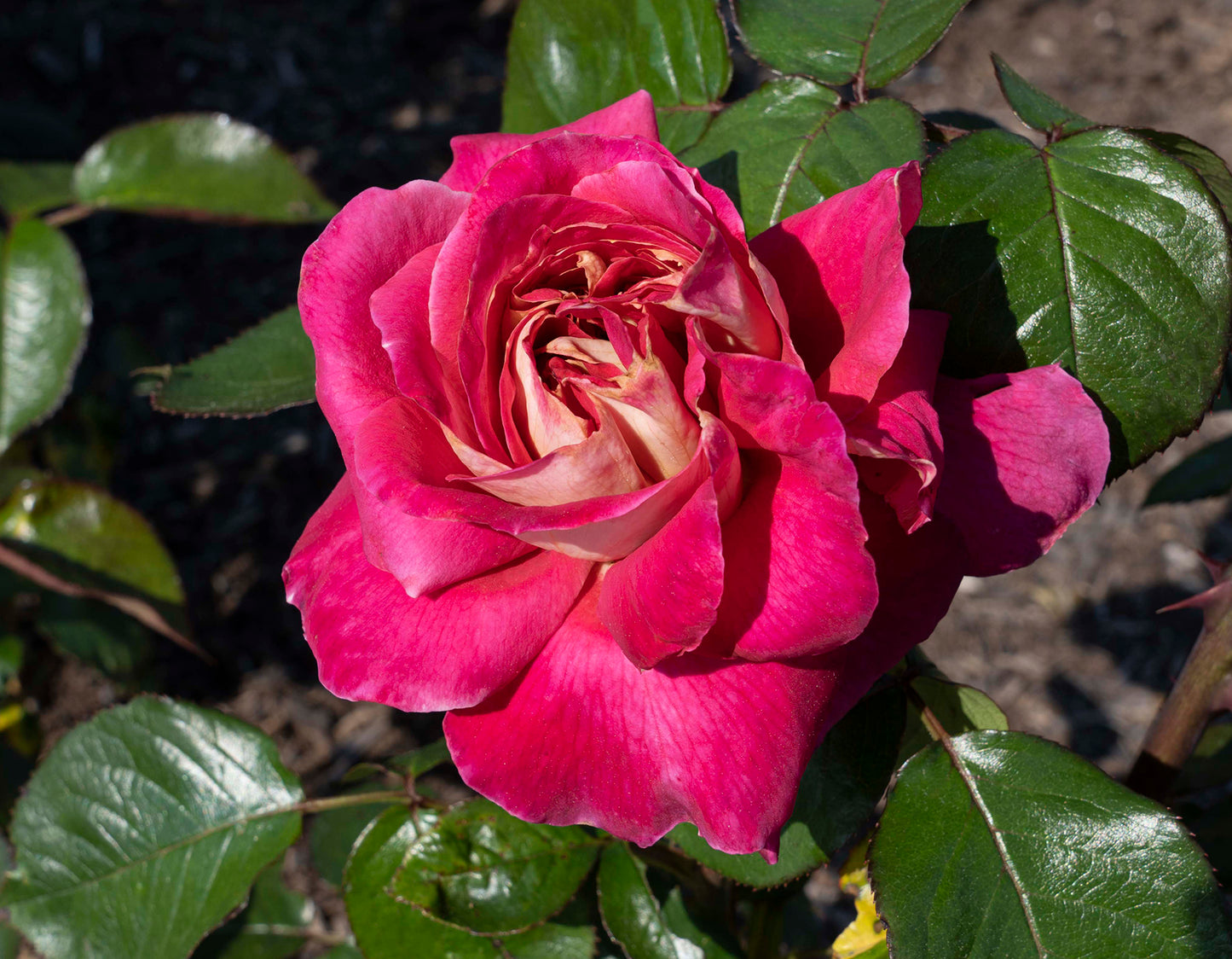 Cherries & Champagne™ Hybrid Tea Rose #3