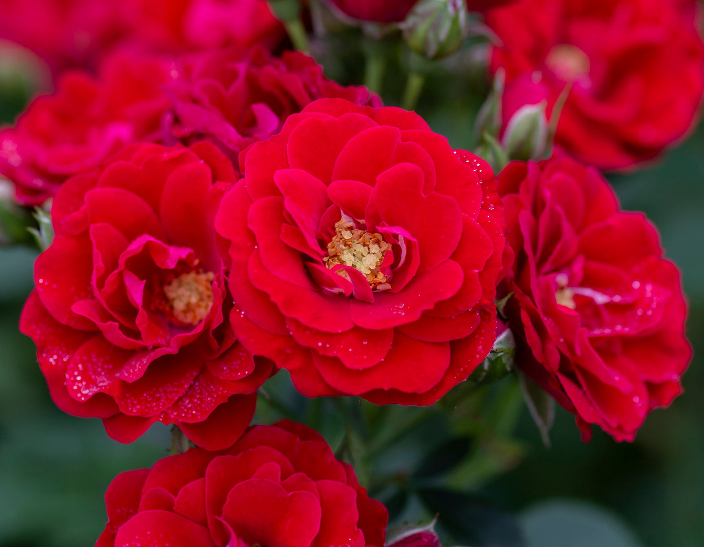 Cherry Frost™ Climbing Rose #3