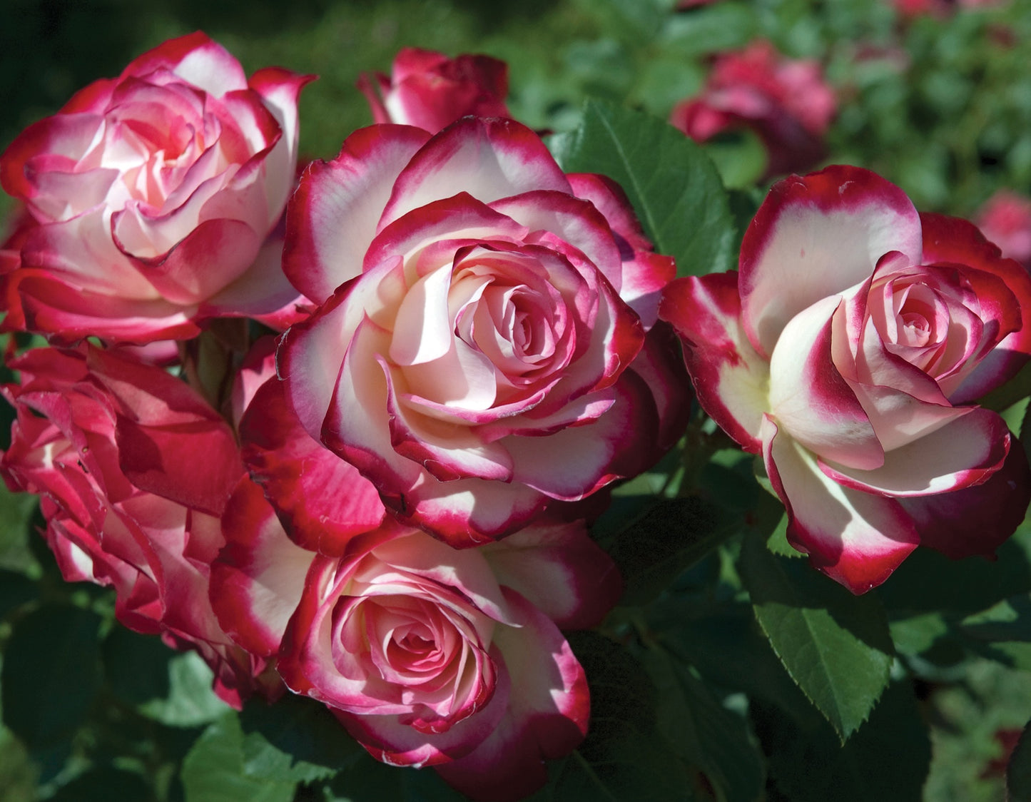 Cherry Parfait™ Grandiflora Rose #3