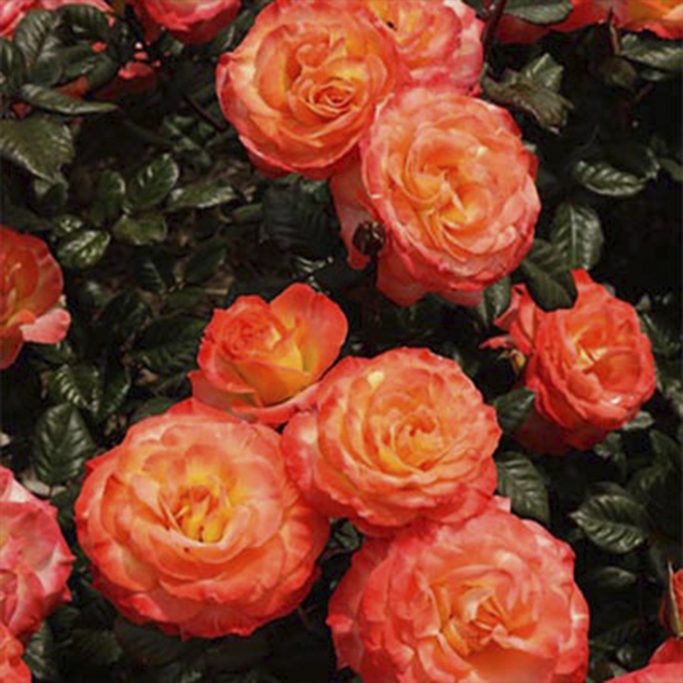 Chihuly® Floribunda Rose Patio Tree 36"