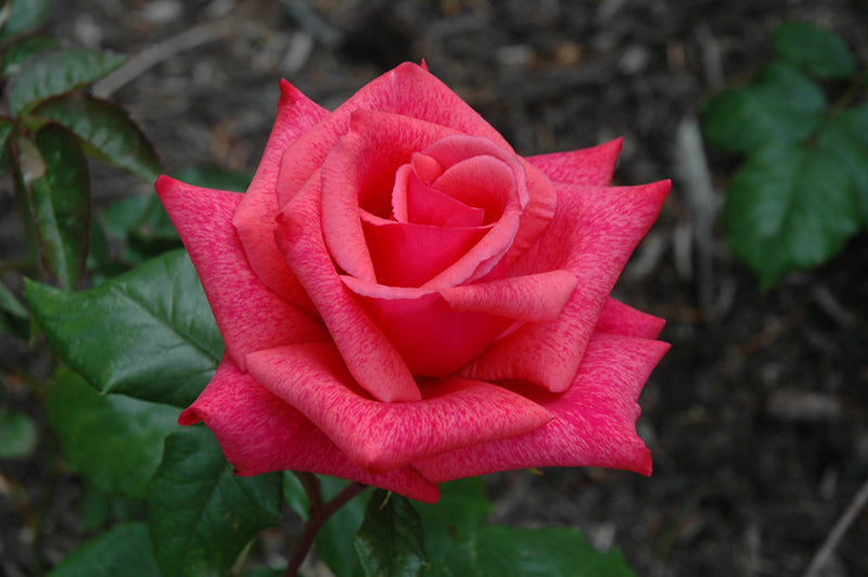 Cinnamon Dolce™ Hybrid Tea Rose #3