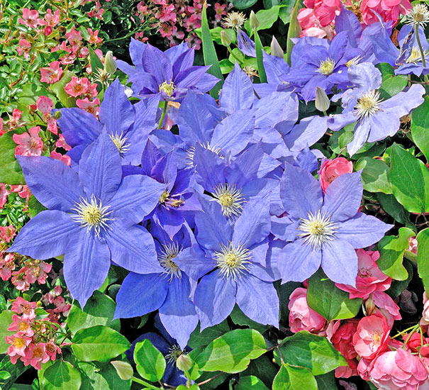 Clematis 'H.F. Young' #1