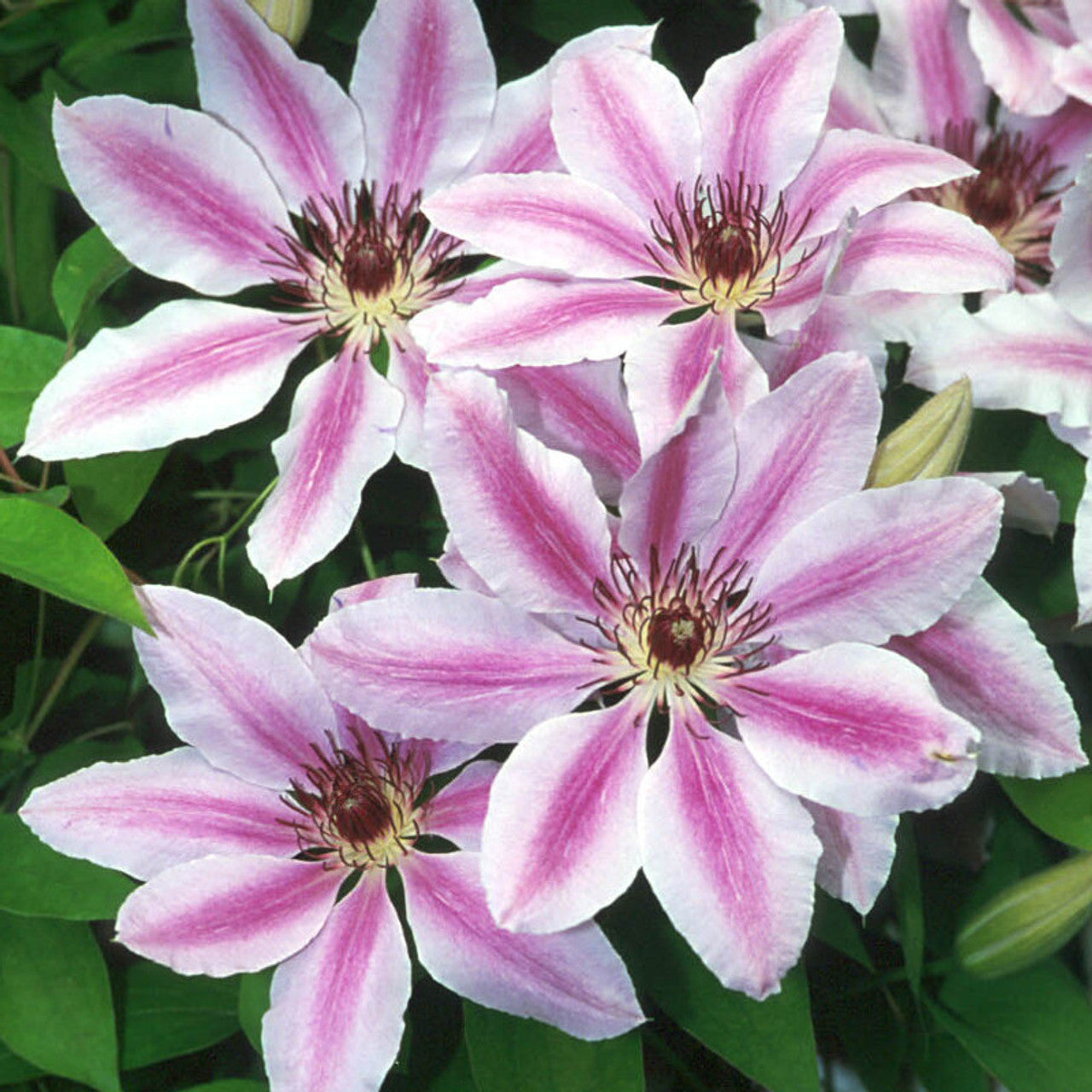 Clematis 'Nelly Moser' #1