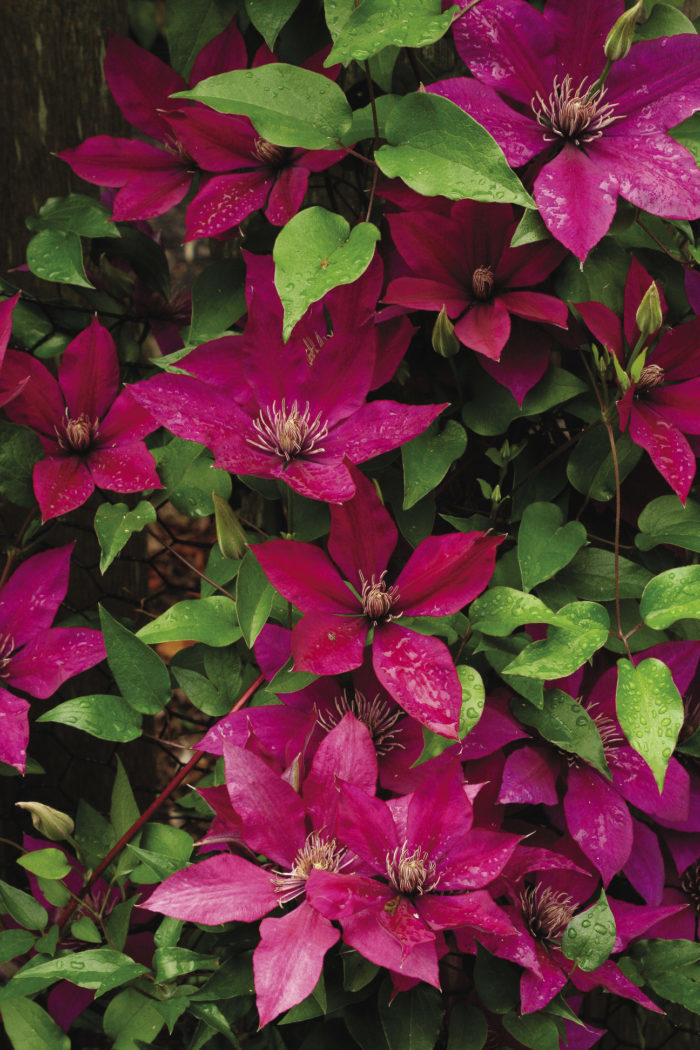 Clematis 'Picardy' #1
