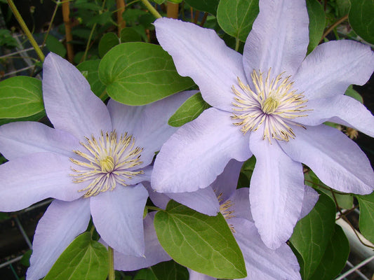 Clematis 'Silver Moon' #1