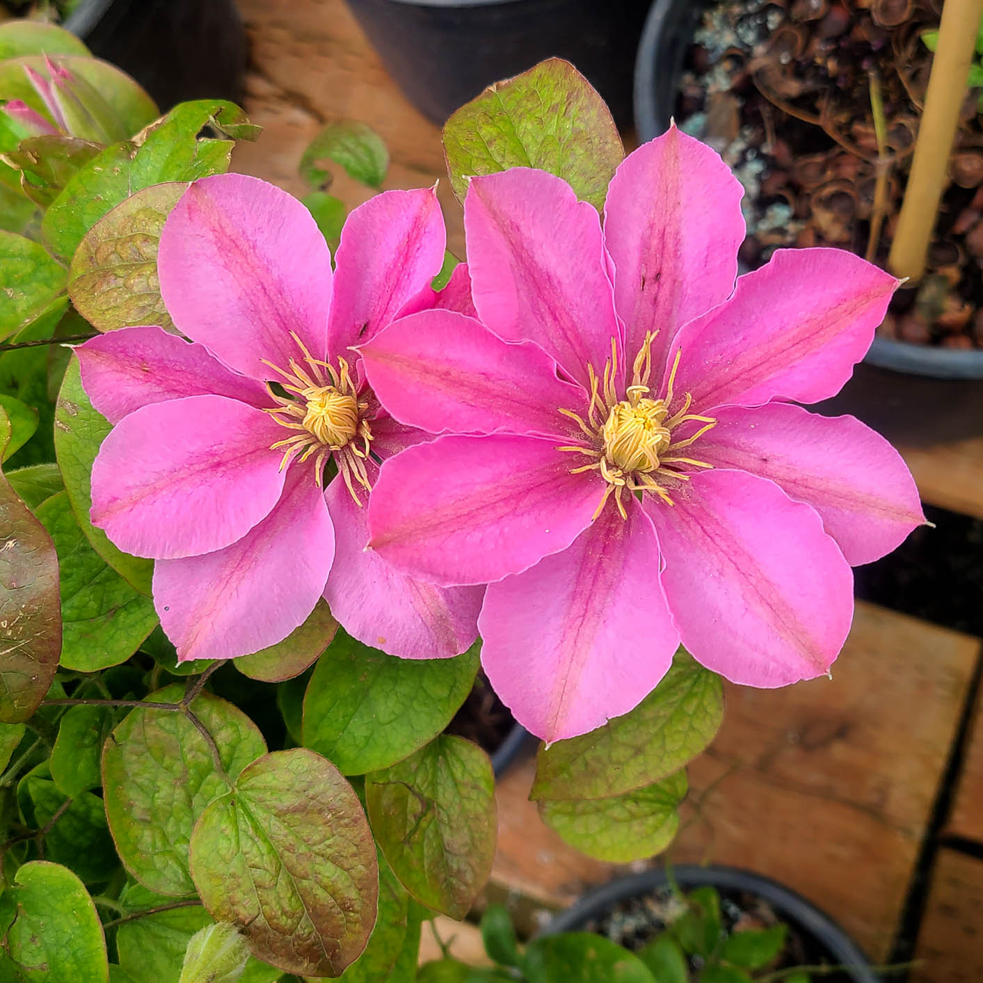 Clematis 'Pompeii' - 3 gallon