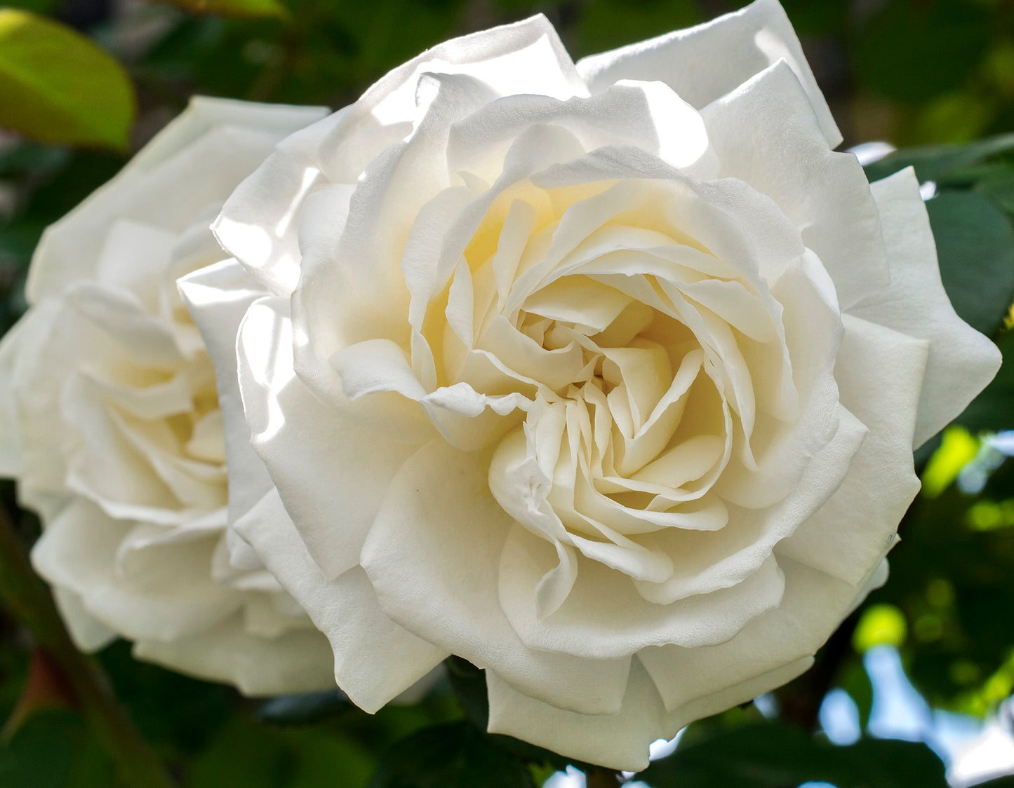 Cloud 10™ Climbing Rose #3