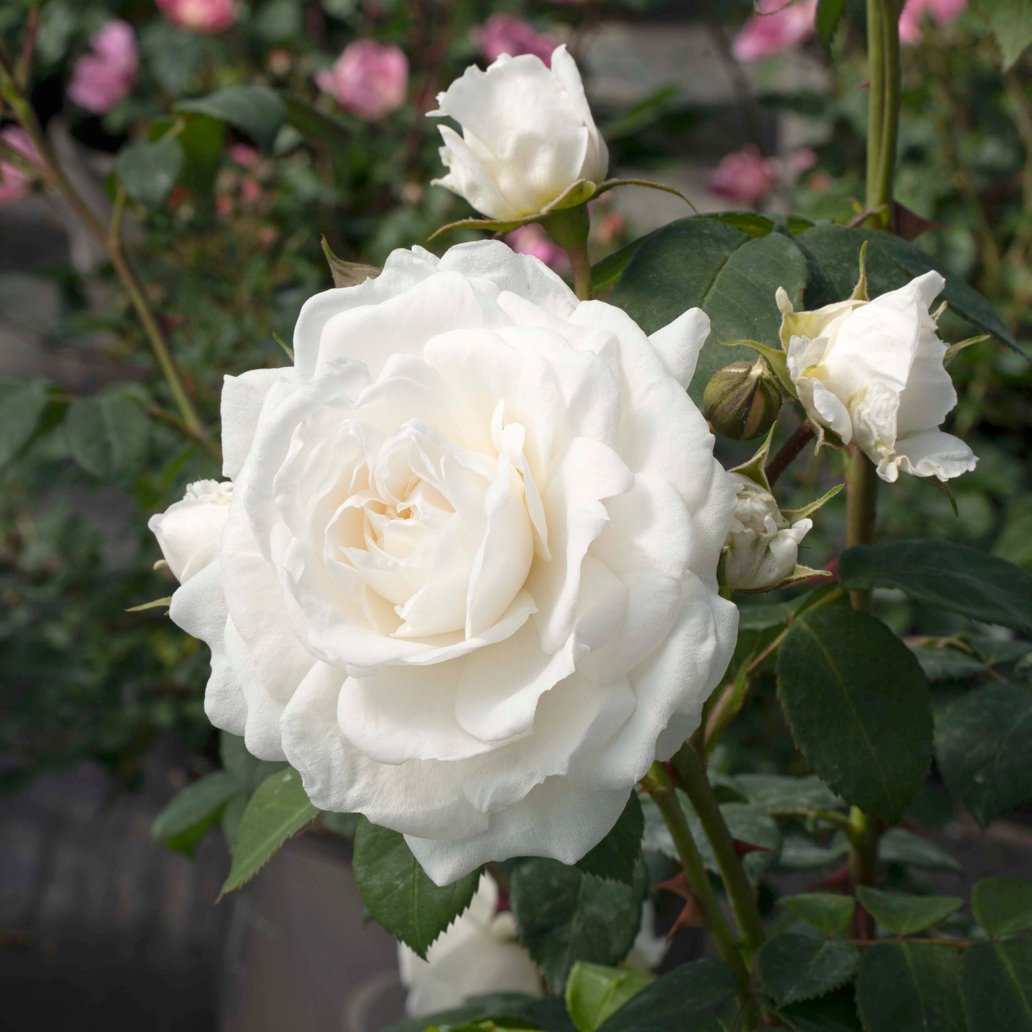 Rosa 'Cloud 10' CL - 3 gallon