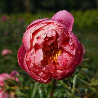 Paeonia 'Coral Charm' - 2 gallon