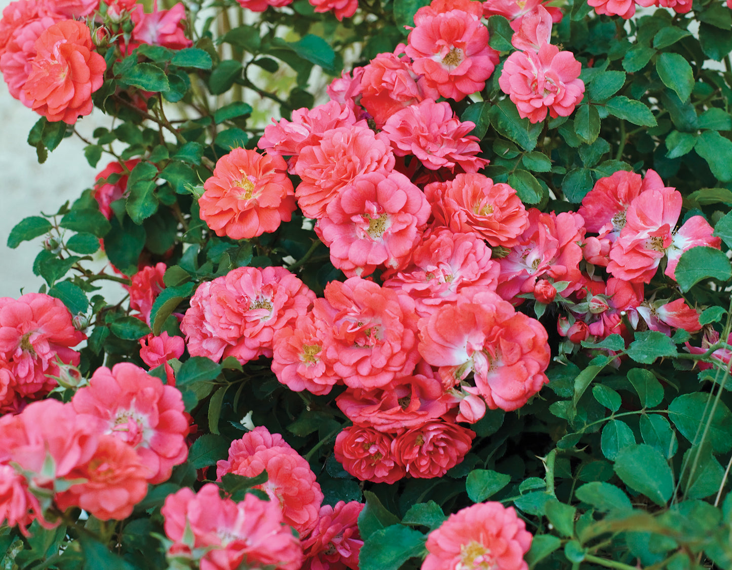 Coral Drift® Groundcover Rose #3