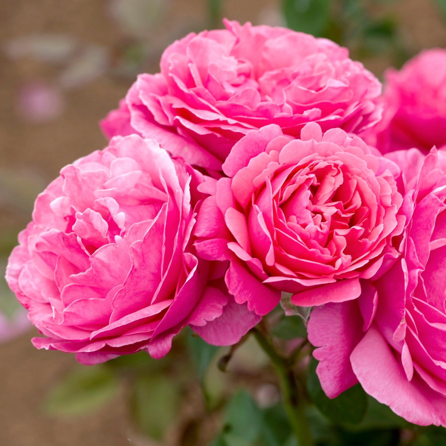 Rosa 'Dee-Lish' HT - 3 gallon