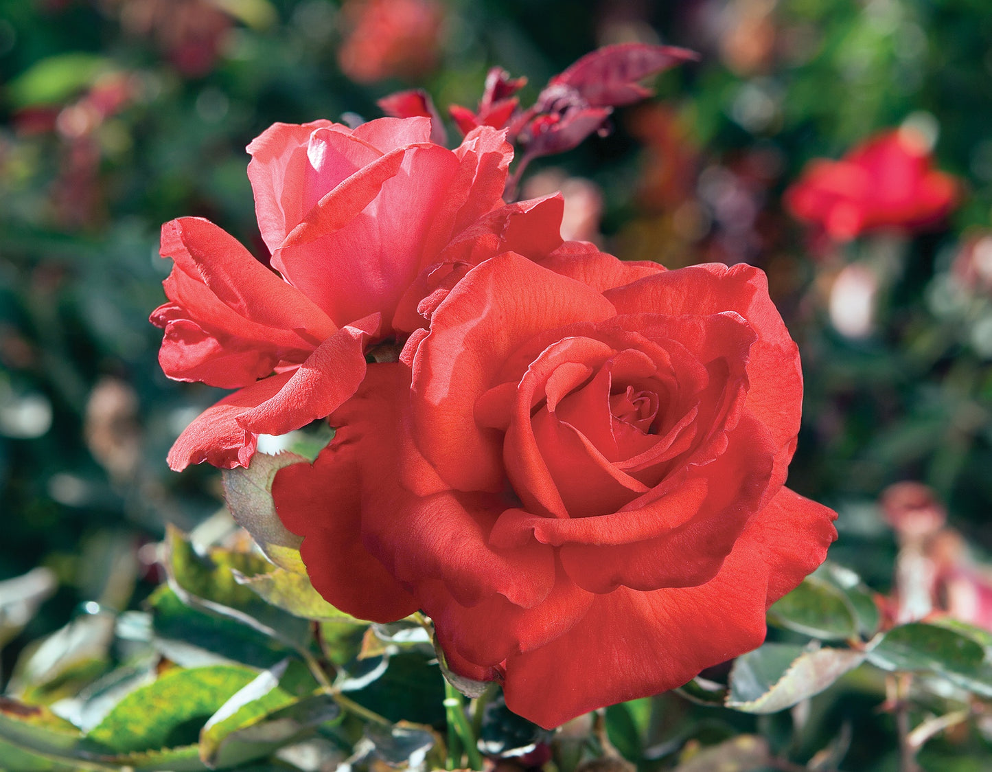 Dolly Parton Hybrid Tea Rose #3