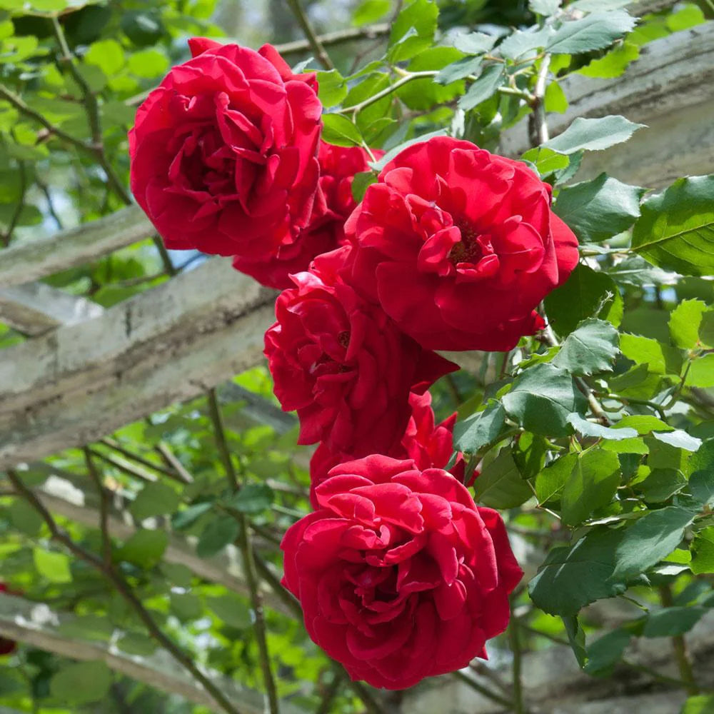 Don Juan Climbing Rose #3