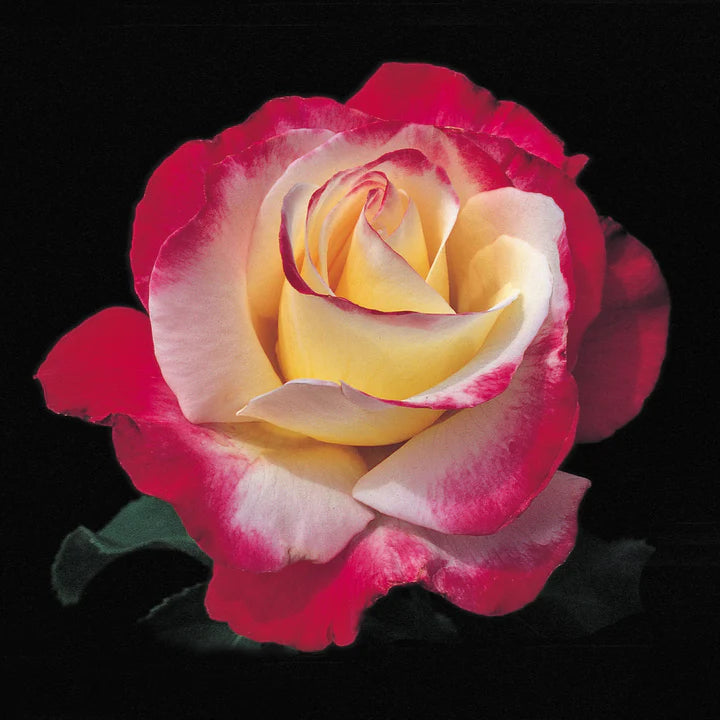 Double Delight™ Hybrid Tea Rose #3