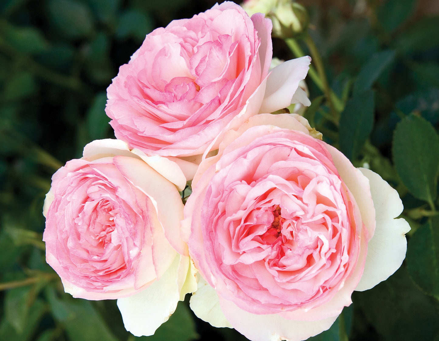 Eden Climber® Climbing Rose #3