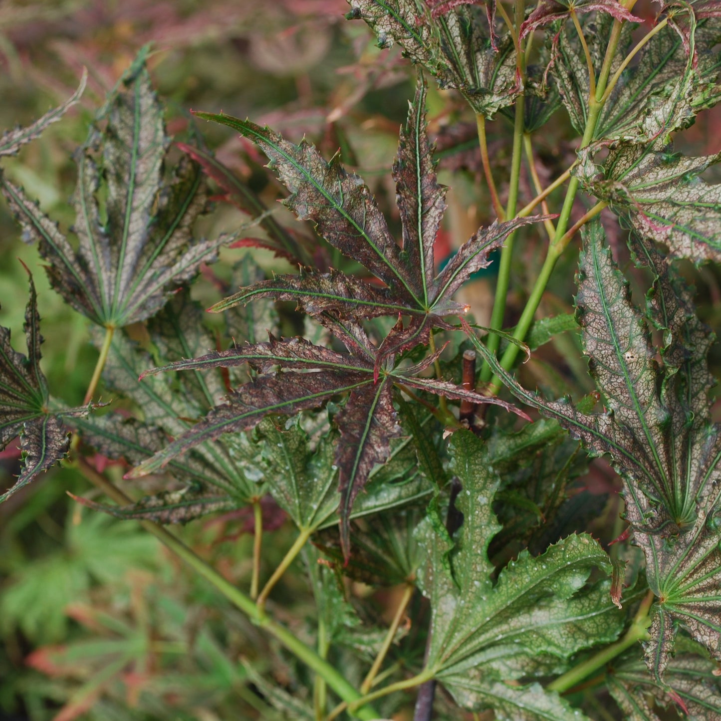 Mikazuki Japanese Maple - 1 gallon