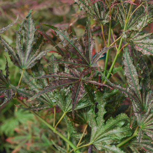 Mikazuki Japanese Maple - 1 gallon