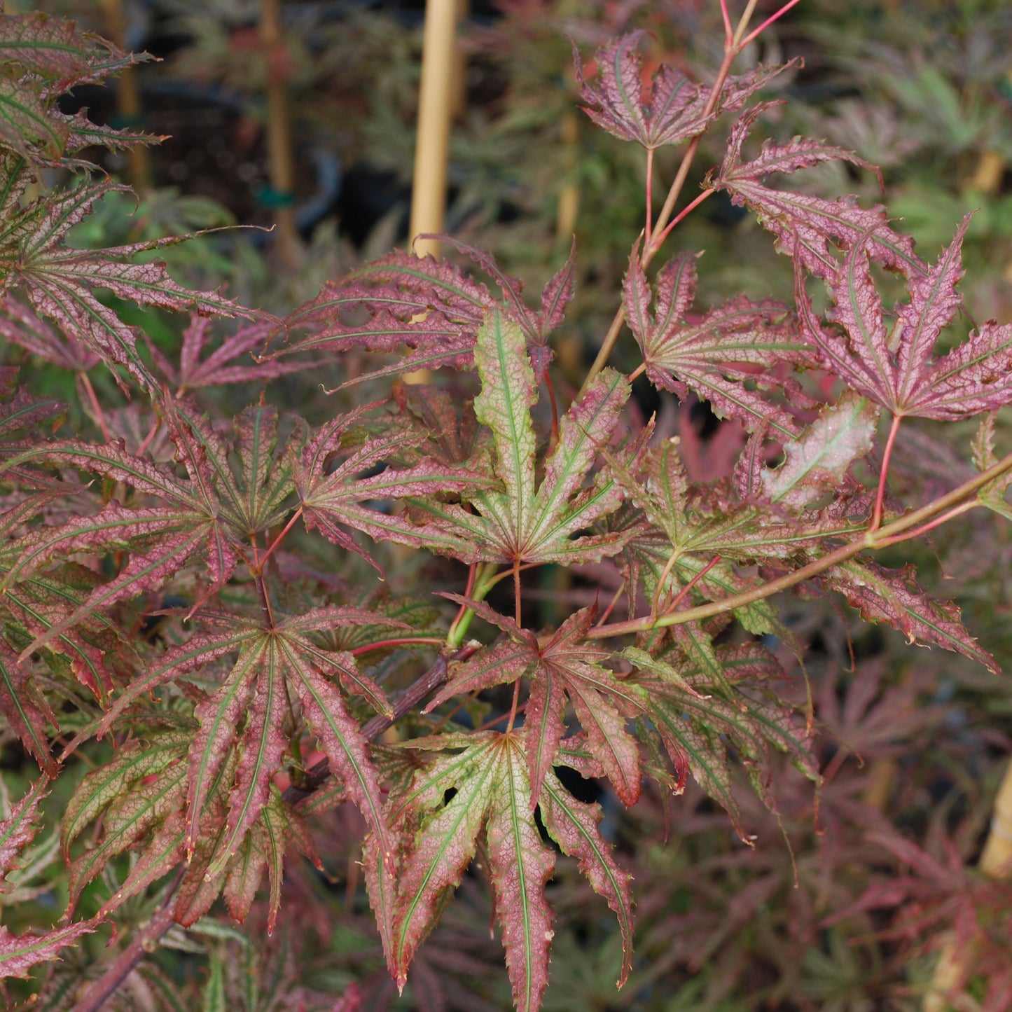 Mikazuki Japanese Maple - 1 gallon