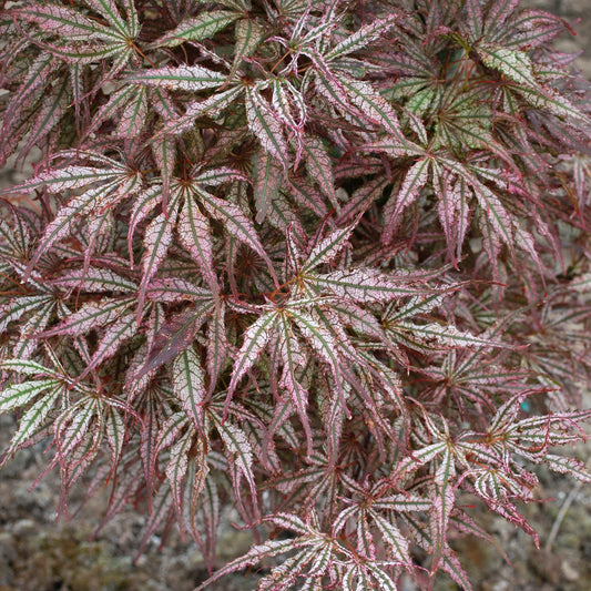 Mikazuki Japanese Maple - 1 gallon