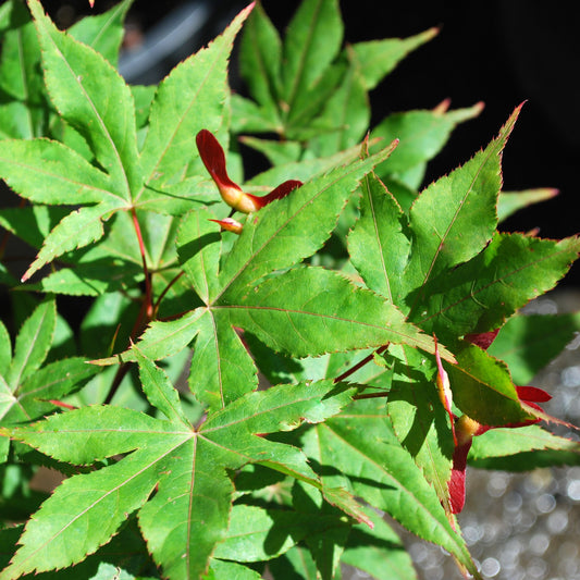 Omato Japanese Maple - 1 gallon