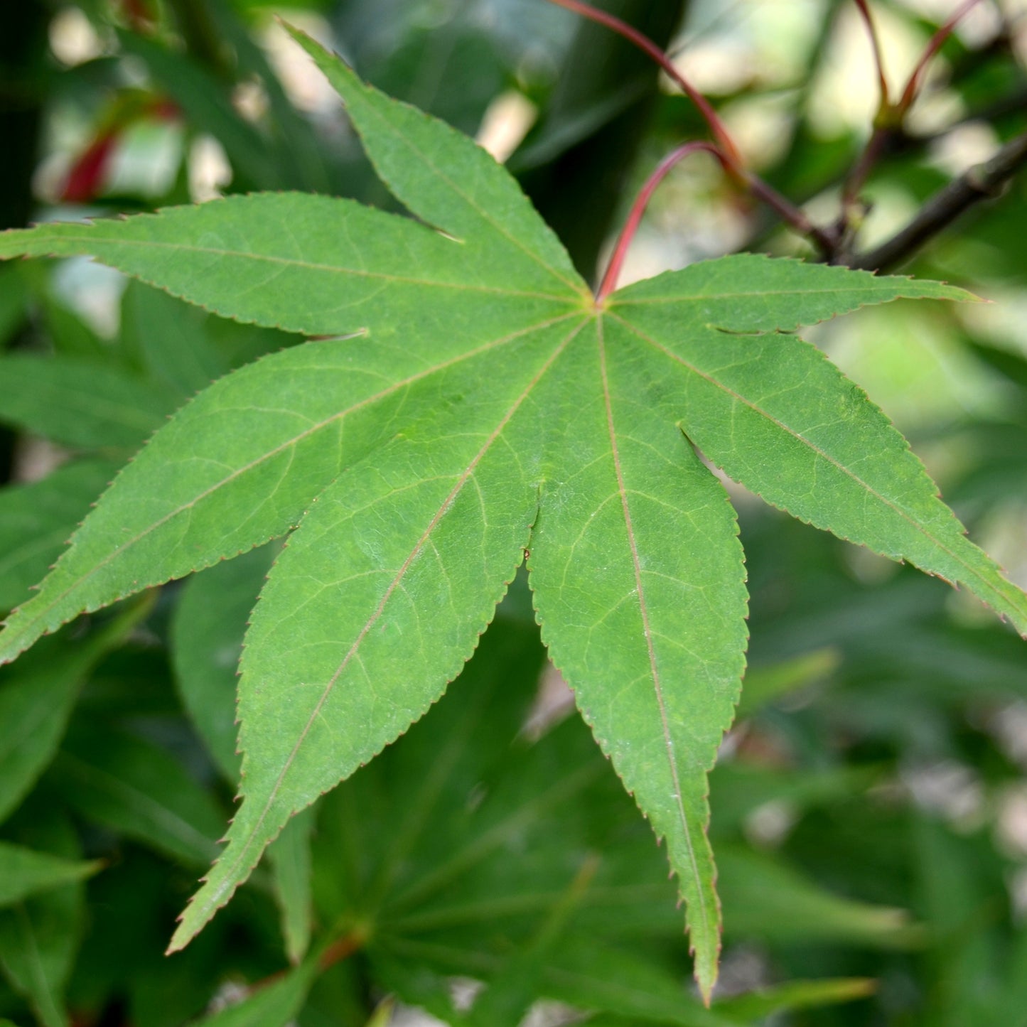 Omato Japanese Maple - 5 gallon
