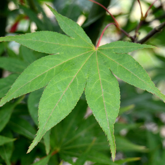 Omato Japanese Maple - 1 gallon