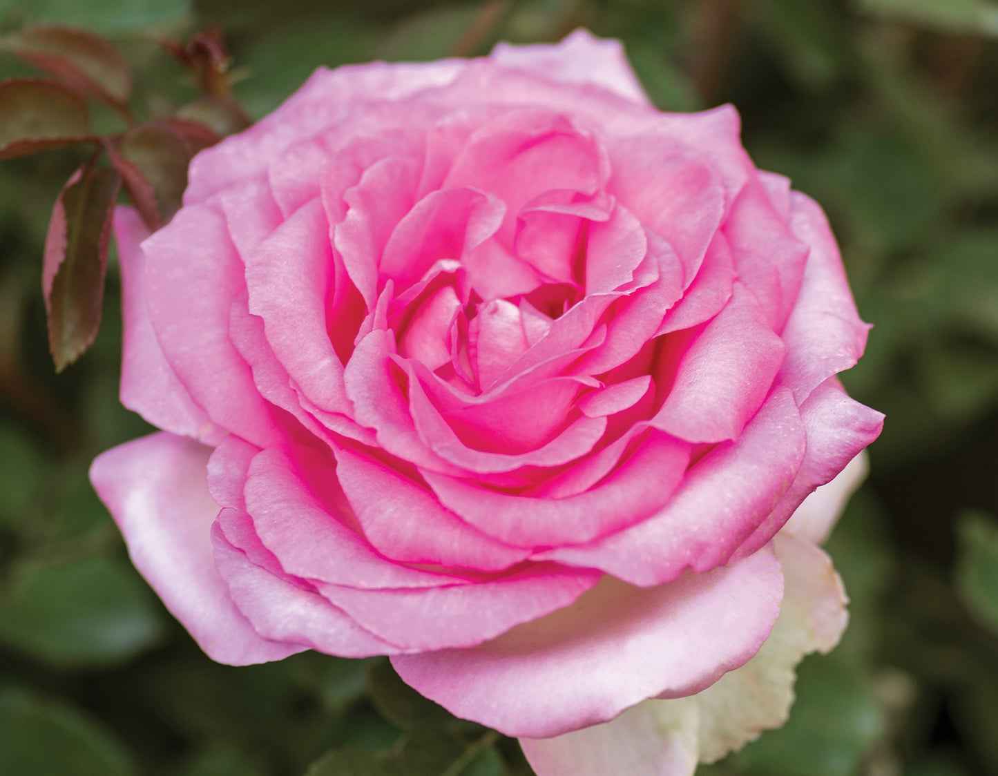 Eleganza® Beverly™ Hybrid Tea Rose #3