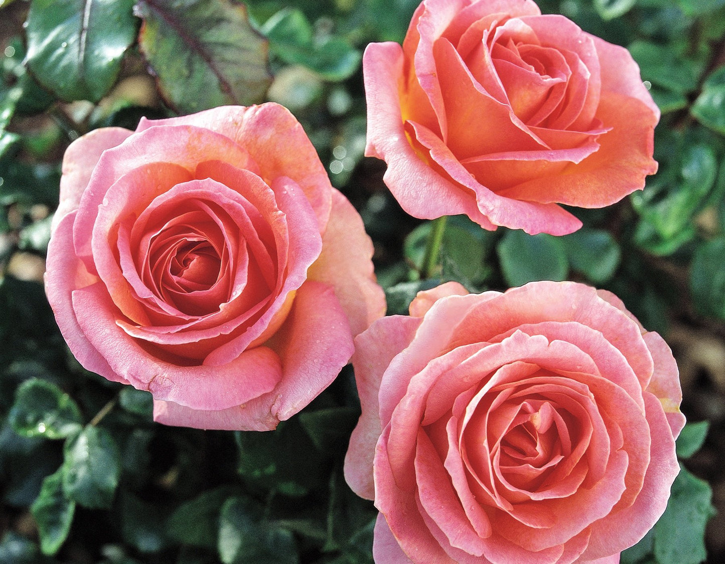 Elle® Hybrid Tea Rose #3