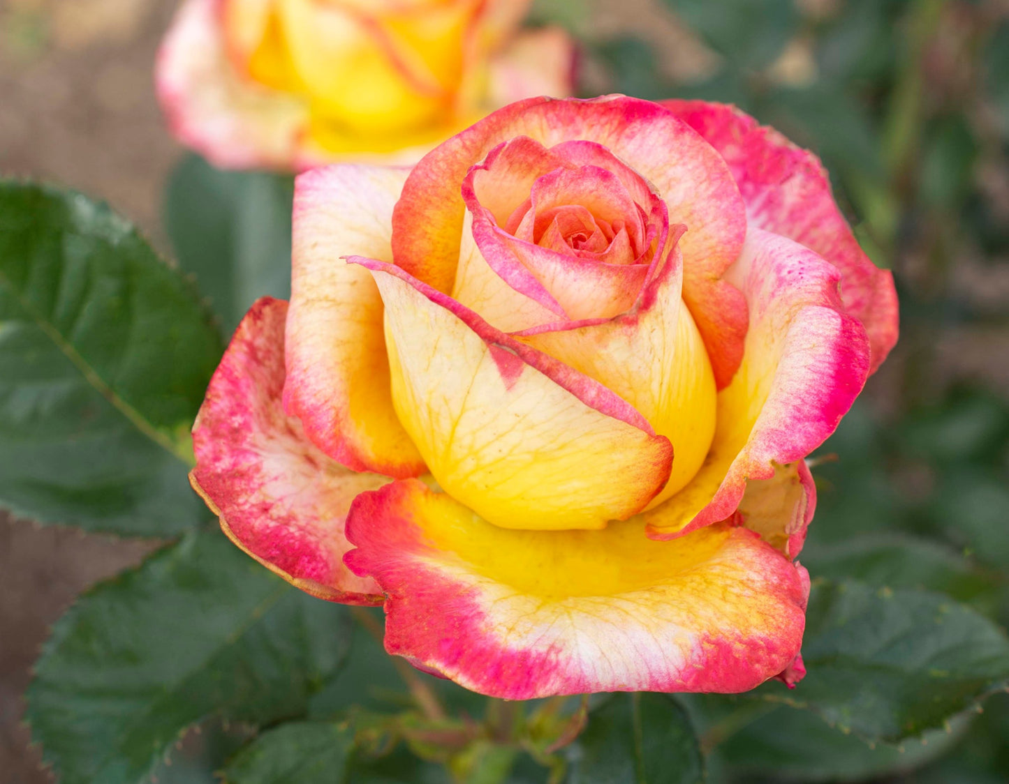 Enchanted Peace™ Hybrid Tea Rose #3