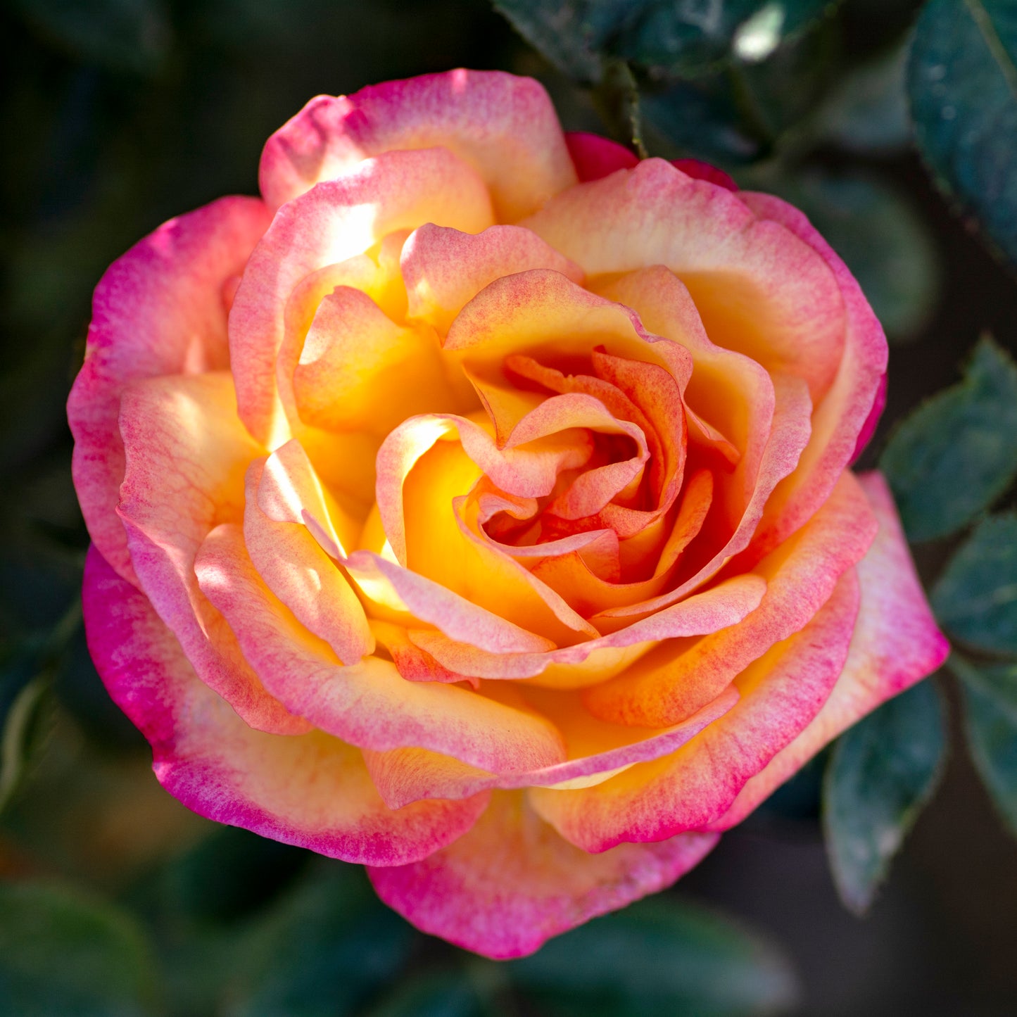 Rosa 'Enchanted Peace' HT - 3 gallon