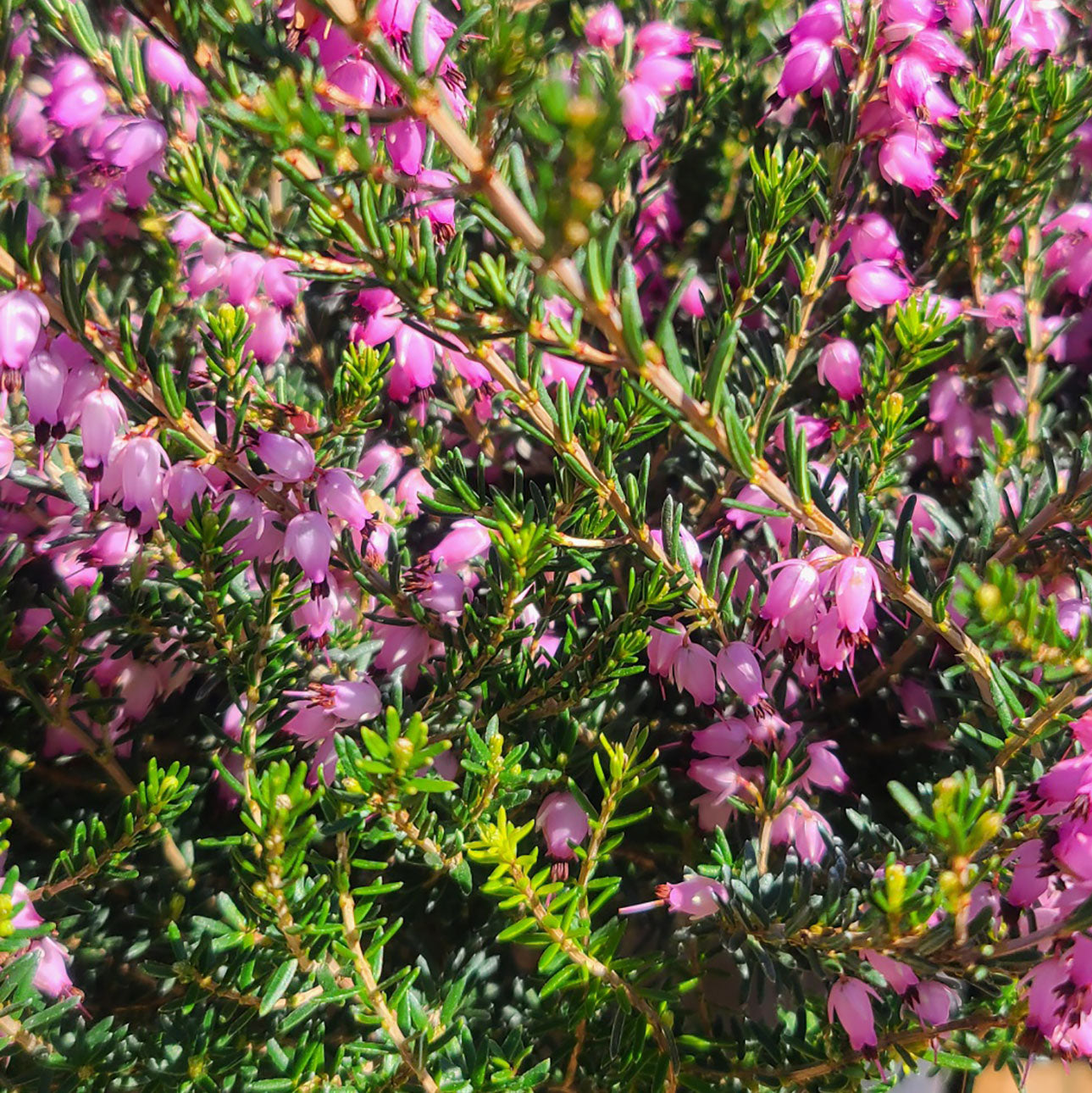 Erica 'Mediterranean Pink' - 1 gallon