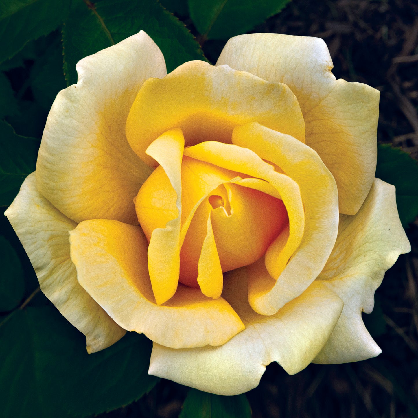 Rosa 'Eternal Flame' HT - 3 gallon